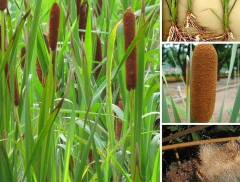 Bồ Hoàng – Vị thuốc quý từ thiên nhiên giúp hoạt huyết, tiêu sưng, lợi tiểu