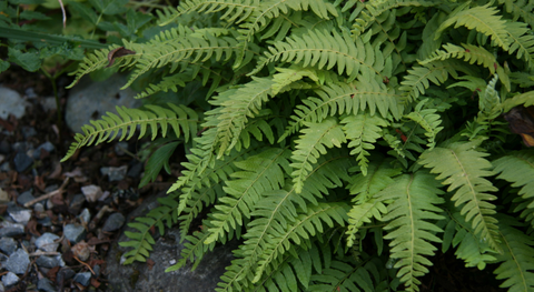 Dương Xỉ – Từ cây cảnh ven vườn đến “vệ sĩ” thầm lặng của làn da