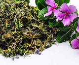 Cây Dừa Cạn – Thảo dược dân gian với công dụng bất ngờ cho sức khỏe