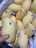 Xoài móc câu