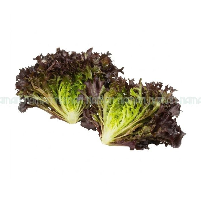 Xà Lách Frisee Tím Salanova 250G