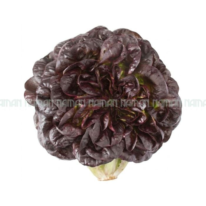 Xà Lách Búp Mỡ Tím Salanova 250G
