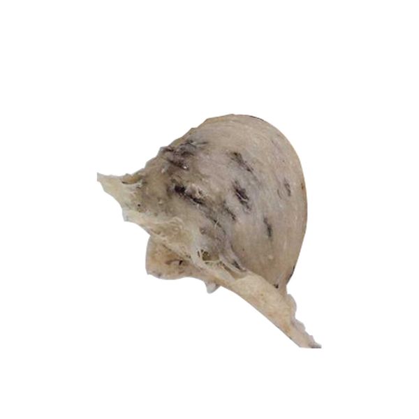  原味杯分享燕窝（带羽毛） 