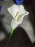 Hoa Giả-Hoa Rum Ngoại 1 Bông 35Cm Trắng