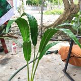 Cây Giả-Cây Ráng Ổ Phụng 7 Nhánh 95cm