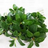 Cành Cây Giả Cành Đa Ấn Độ Cao Su 80 Cm