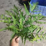 Cây Giả - Cây Dương Xỉ Lá Cao Su 8 Lá 45 Cm