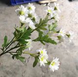 Hoa Giả - Hoa Cúc Họa Mi 4 Nhánh 40 Cm