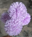 Hoa Giả - Hoa Bồ Công Anh 4 Bông 60 Cm