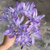 Hoa Giả - Chùm Hoa Thanh Anh 70 Cm