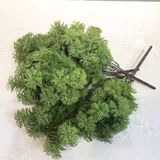 Cành Rong La Hán Cao Su 5 Ngọn 30 Cm