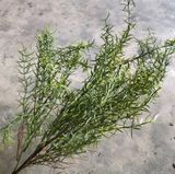 Cây Giả - Cây Hương Thảo 5 Nhánh 65 Cm