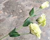 Hoa Giả - Hoa Cát Tường 2 Bông 1 Nụ 60 Cm Xanh Lá