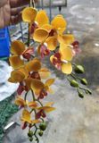 Hoa Giả- Lan Hồ Điệp 2 Nhánh 60cm