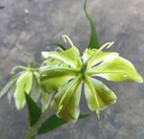 Hoa Giả - Hoa Bỉ Ngạn 3 Bông Xanh Lá