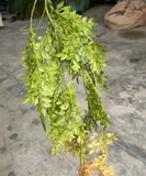 Chùm Dây Leo Giả - Chùm Lá Ngâu Đuôi Đỏ 5 Nhánh