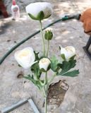 Hoa Giả-Hoa Trà Vải 2 Bông 2 Nụ 55Cm