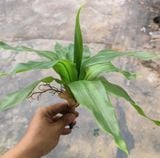 Cây Giả-Cây Thiết Mộc Lan 30 Cm