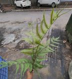 Cây Giả-Cây Dương Xỉ 5 Lá 110Cm