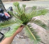 Cây Giả-Cây Vạn Tuế 9 Lá 35Cm