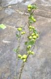 Cành Giả-Cành Táo Xanh 3 Nhánh 100Cm