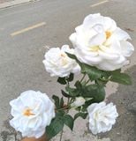 Hoa Giả-Hoa Hồng Bạch Xếp Cổ 4 bông 2 Nụ 80Cm