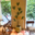 Chậu Cây Trúc Bách Hợp 160 Cm
