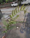 Cây Giả-Cây Dương Xỉ 5 Lá 110Cm