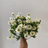 Hoa Giả Chùm Cúc Hoạ Mi Nhỏ 7 Nhánh