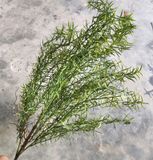 Cây Giả - Cây Hương Thảo 5 Nhánh 65 Cm