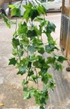 Cây Giả-Chùm Dây leo Thường Xuân 5 Nhánh 100cm Lá Nhỏ