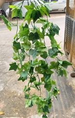 Cây Giả -Chùm Dây Leo Trầu Bà 5 Nhánh 100cm Lá Nhỏ