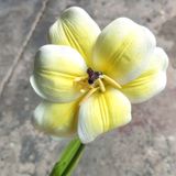 Hoa Giả - Hoa TuLip 1 Bông 55 Cm Nhiều Màu