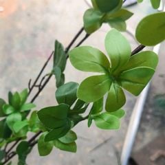 Cây Giả - Cây Trầu Bà Nhựa Lá Rách 5 Nhánh 35Cm