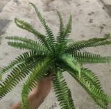 Cây Giả - Cây Dương Xỉ Cao Su 21 Lá 40 Cm