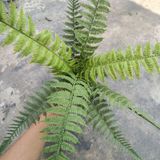 Cây Giả - Cây Dương Xỉ Lá Cao Su 9 Lá 50 Cm