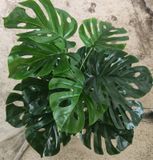 Cây Giả - Cây Trầu Bà Lá Nhựa 18 Lá 75 Cm