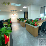 Thi Công 19 Hộc Cây Giả Cho Văn Phòng BĐS MAYHOMES – 90 Nguyễn Tuân, Thanh Xuân, Hà Nội