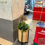 Thi Công Học Cây Giả Cho Jolibee Vincom Đan Phượng