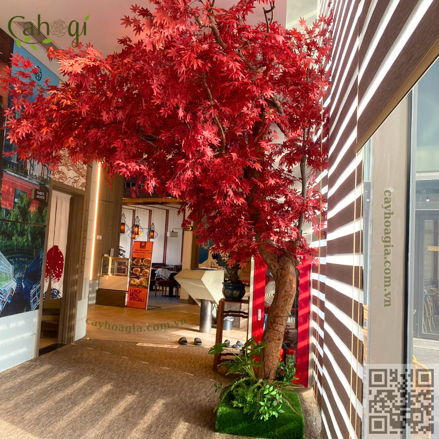 Cây Phong Lá Đỏ