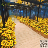 THI CÔNG BỒN CÂY HOA HƯỚNG DƯƠNG NHÀ GƯƠNG HÀ ĐÔNG