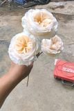 Hoa giả-Hoa Mao Lương 3 bông 70cm Vàng Nhạt