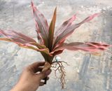Cây Giả-Cây Huyết Dụ 30 Cm
