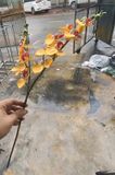 Hoa Giả- Lan Hồ Điệp 2 Nhánh 60cm