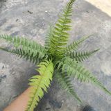 Cây Giả - Cây Dương Xỉ Lá Cao Su 9 Lá 50 Cm