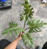 Cây Giả - Cây Trầu Bà Chân Vịt 7 Lá 65 Cm