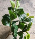 Cây Giả - Cây Bàng Non 3 Nhánh 65 Cm
