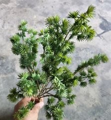 Cây Giả - Cây Trầu Bà Nhựa Lá Rách 5 Nhánh 35Cm
