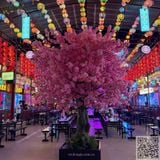Thi Công Cây Hoa Anh Đào Giả Cỡ Lớn Nhà Hàng King Gold Beer Garden Hải Phòng