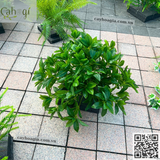 Cho thuê Thi Công Trang Trí Sự Kiện Mở Bán Vinhomes Vũ Yên Hải Phòng